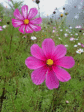 cosmos.gif